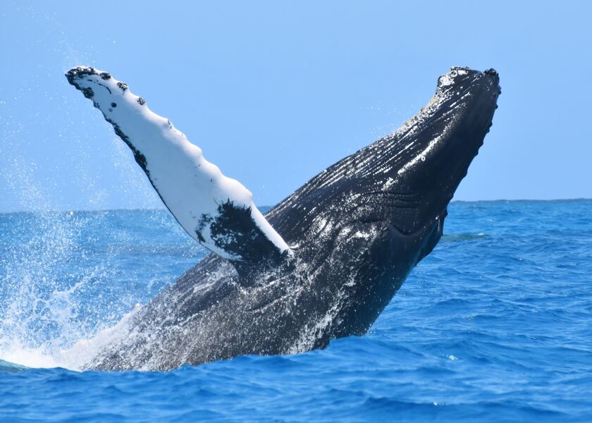 relates to To Save the Whales, a Vacation Paradise Is Turning Tourists Into Scientists