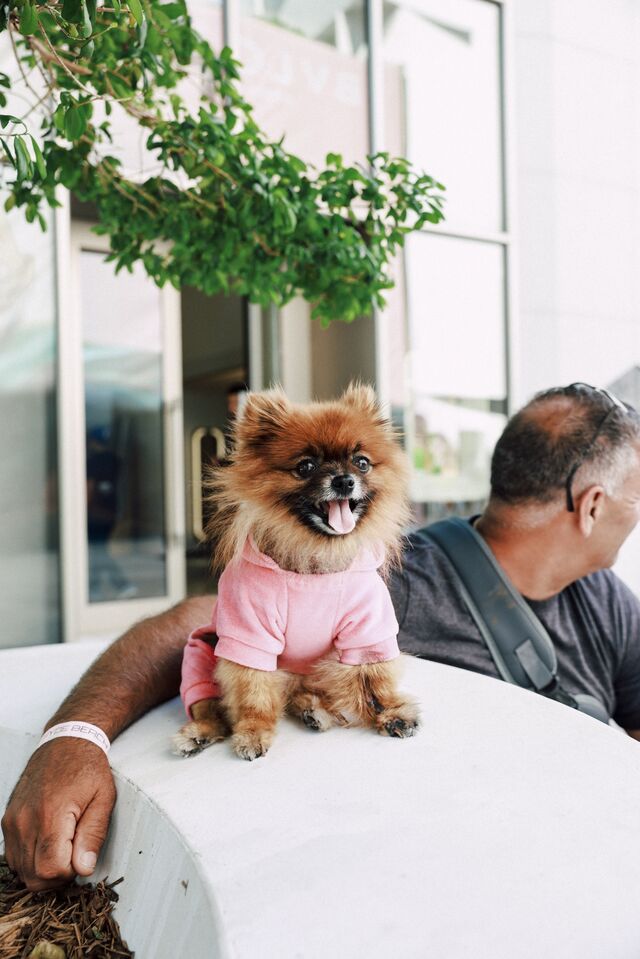 A dog wearing a pink shirt sitting next to its owner at an outside restaurant. 