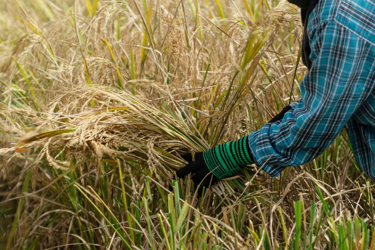 News About Rice Rice Soars to Highest Since 2008 on Rising Threats to Supply - Bloomberg