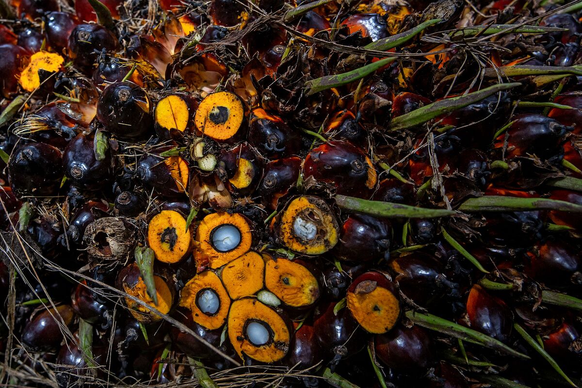 Palm Oil Glut Lures Indian Buyers as Price Gap to Rivals Widens