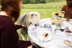 Hamish the sheep attends a tea party in Scotland.