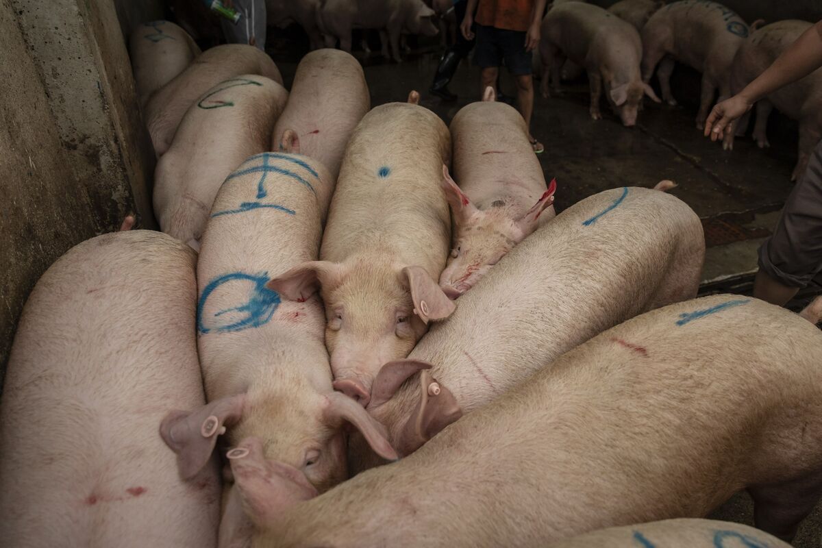 Hong Kong will kill 3,000 pigs as swine fever found on the local farm