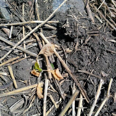 Canola Plants Killed by Frost