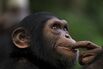 CAMEROON-CONSERVATION-ANIMAL-CHIMPANZEE