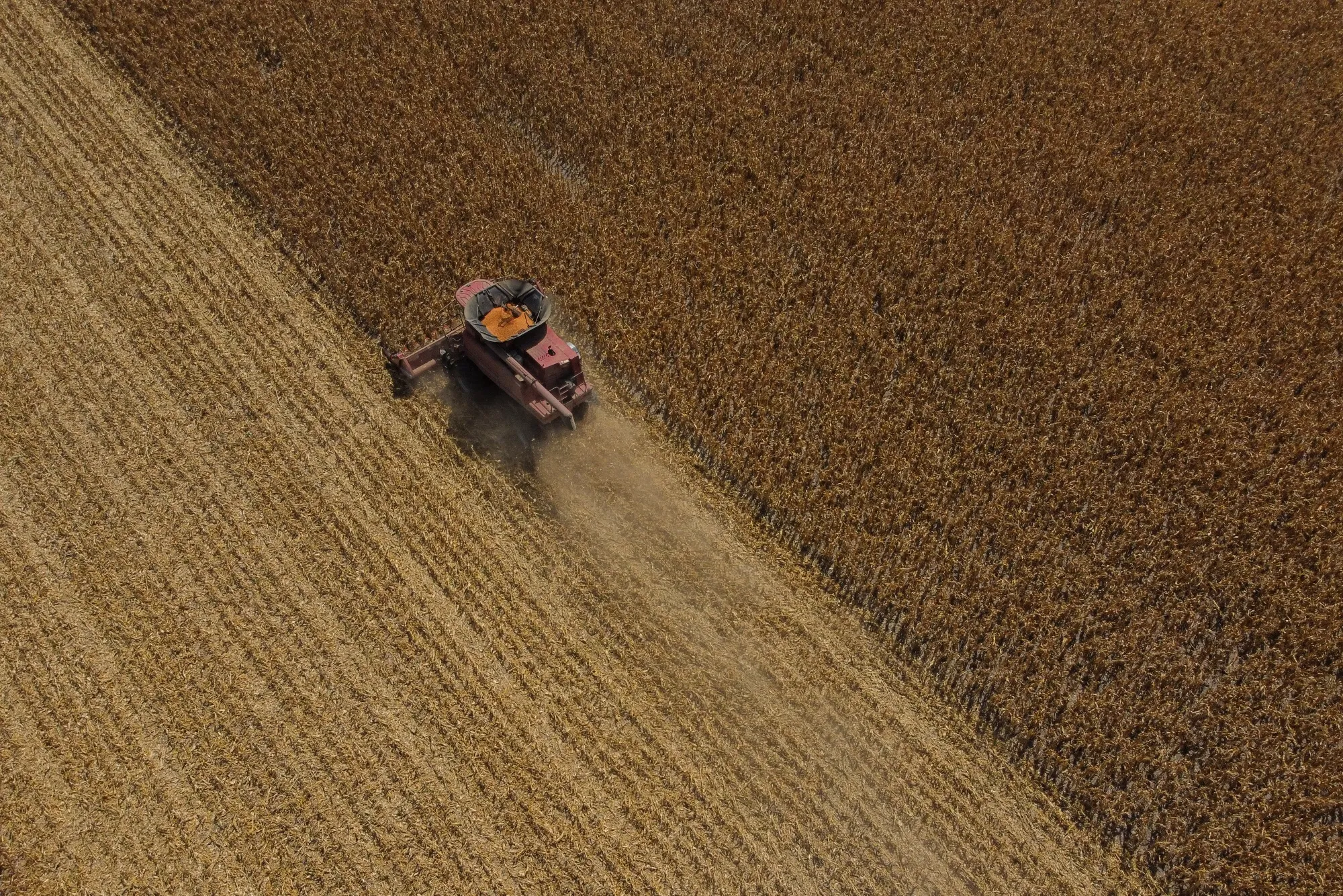A combine harvester clears a field&nbsp;in San Jerónimo Sud, Argentina.&nbsp;