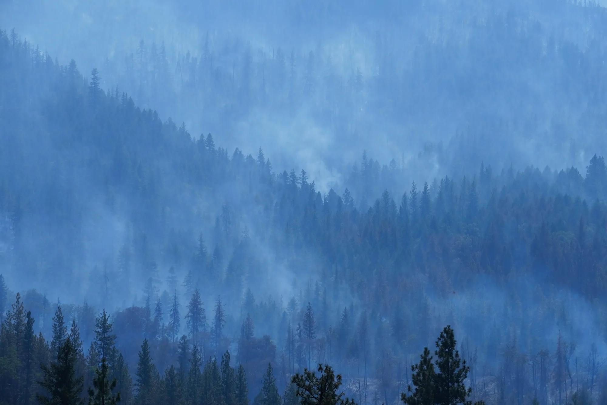 In recent years rampant wildfires and beetle infestations have decimated millions of acres of trees, driven in part by rising temperatures.