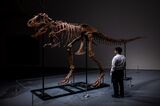 The First Gorgosaurus to Go to Auction Sells For $6.1 Million