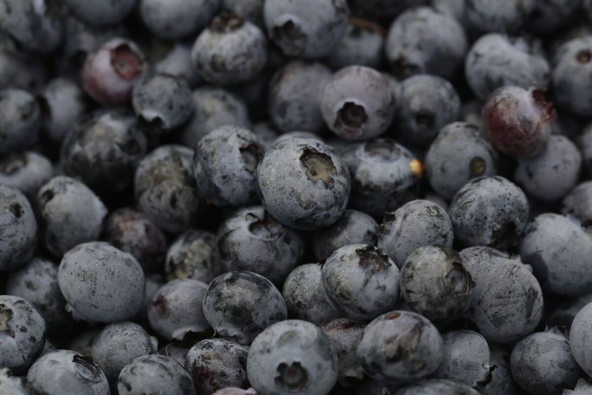 Chilean blueberries coming to fore as Peru winds down