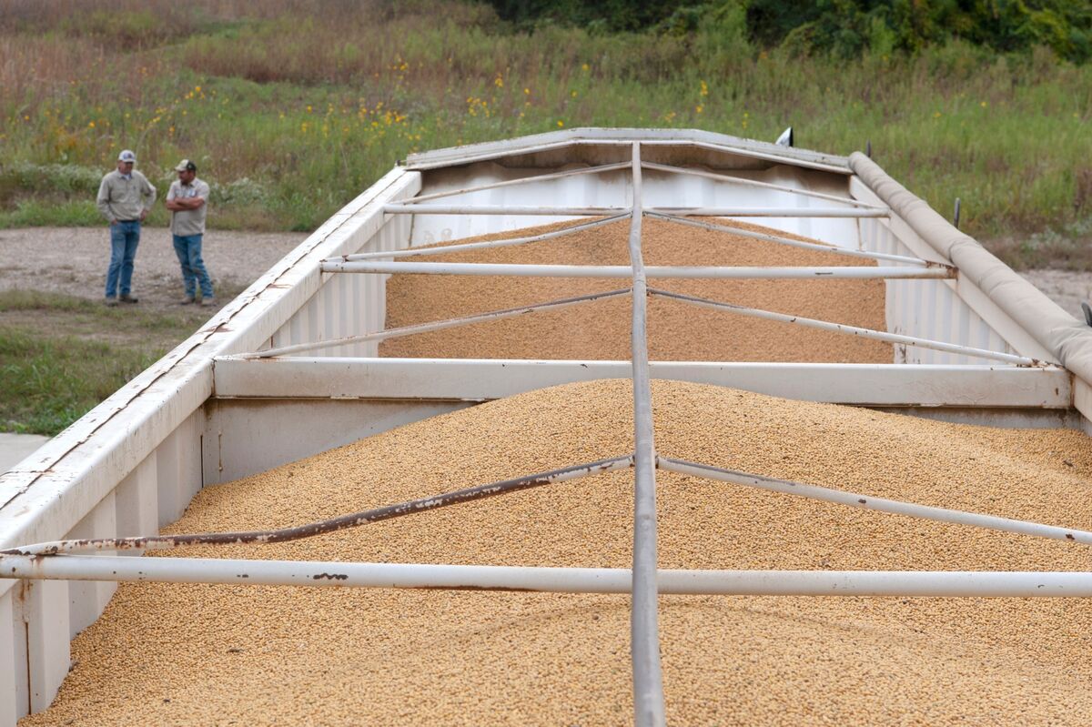 China Buys Four More US Soybean Cargoes Following Trade Deal