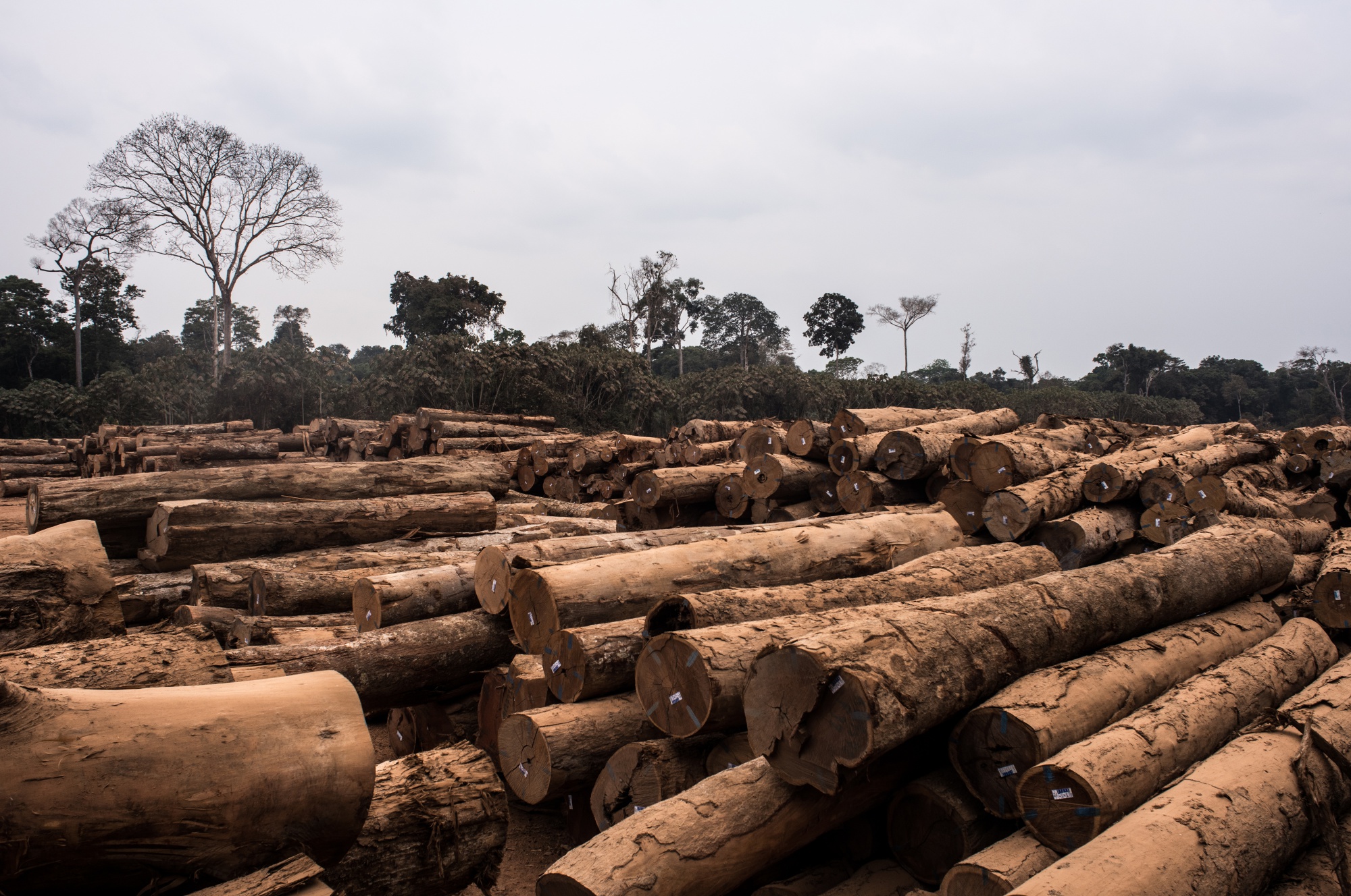 Brazil is failing to stop illegal deforestation in the