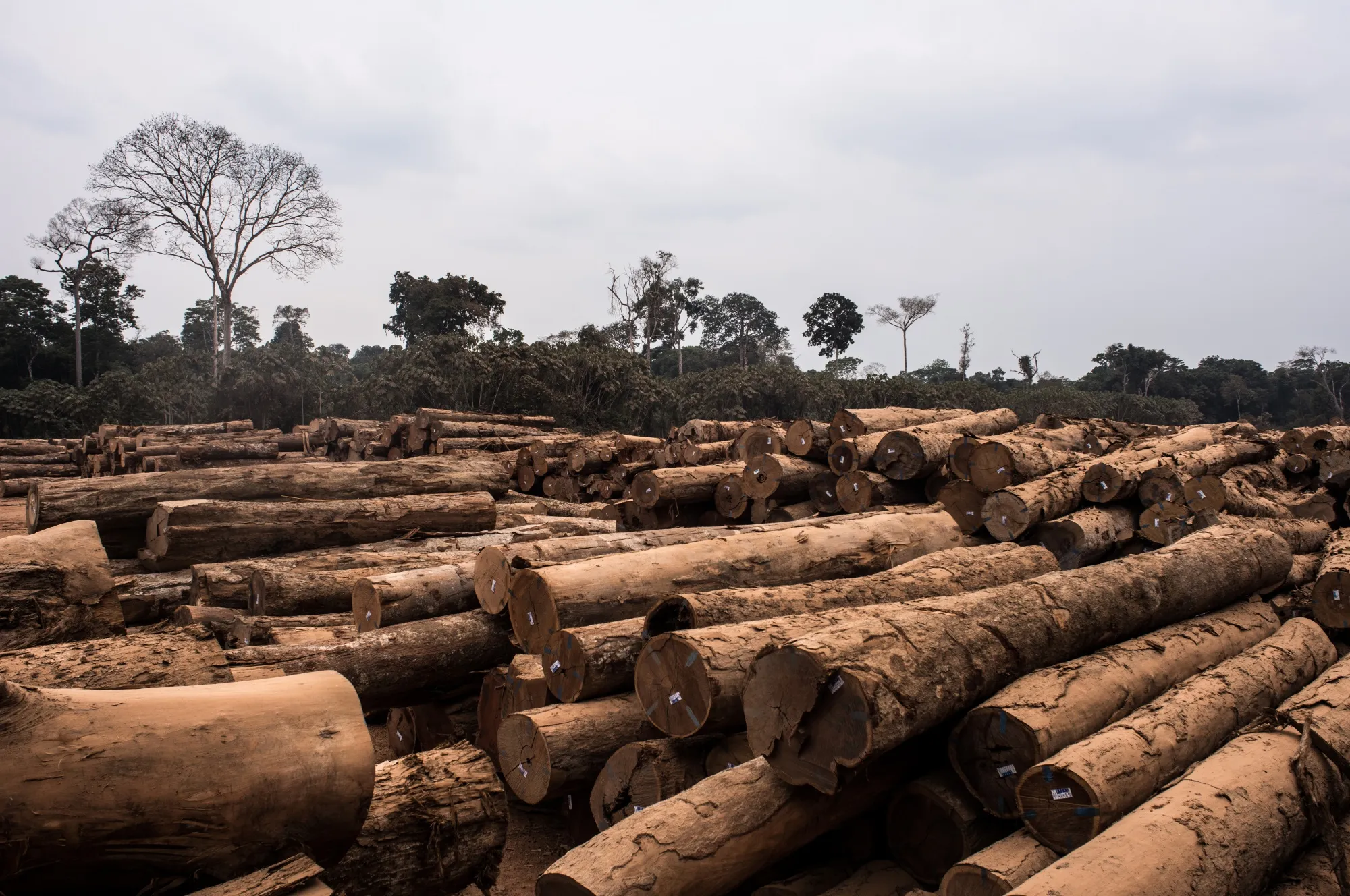 Piles of logs sit near the Amazon rain forest in Porto Velho, Rondonia state, Brazil.