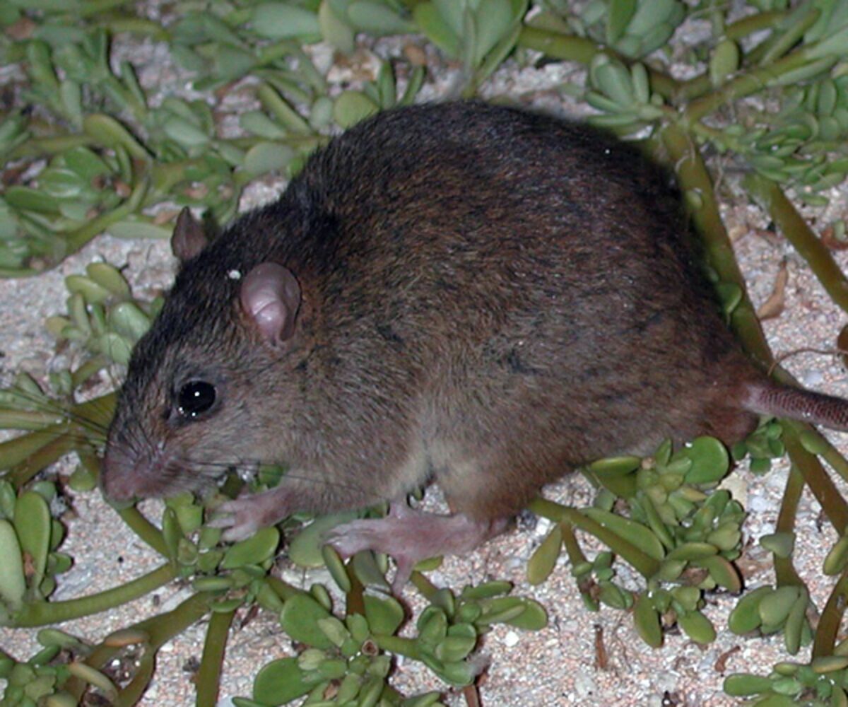 Bramble Cay Melomys Now Extinct Due to Man-Made Climate Change - Bloomberg