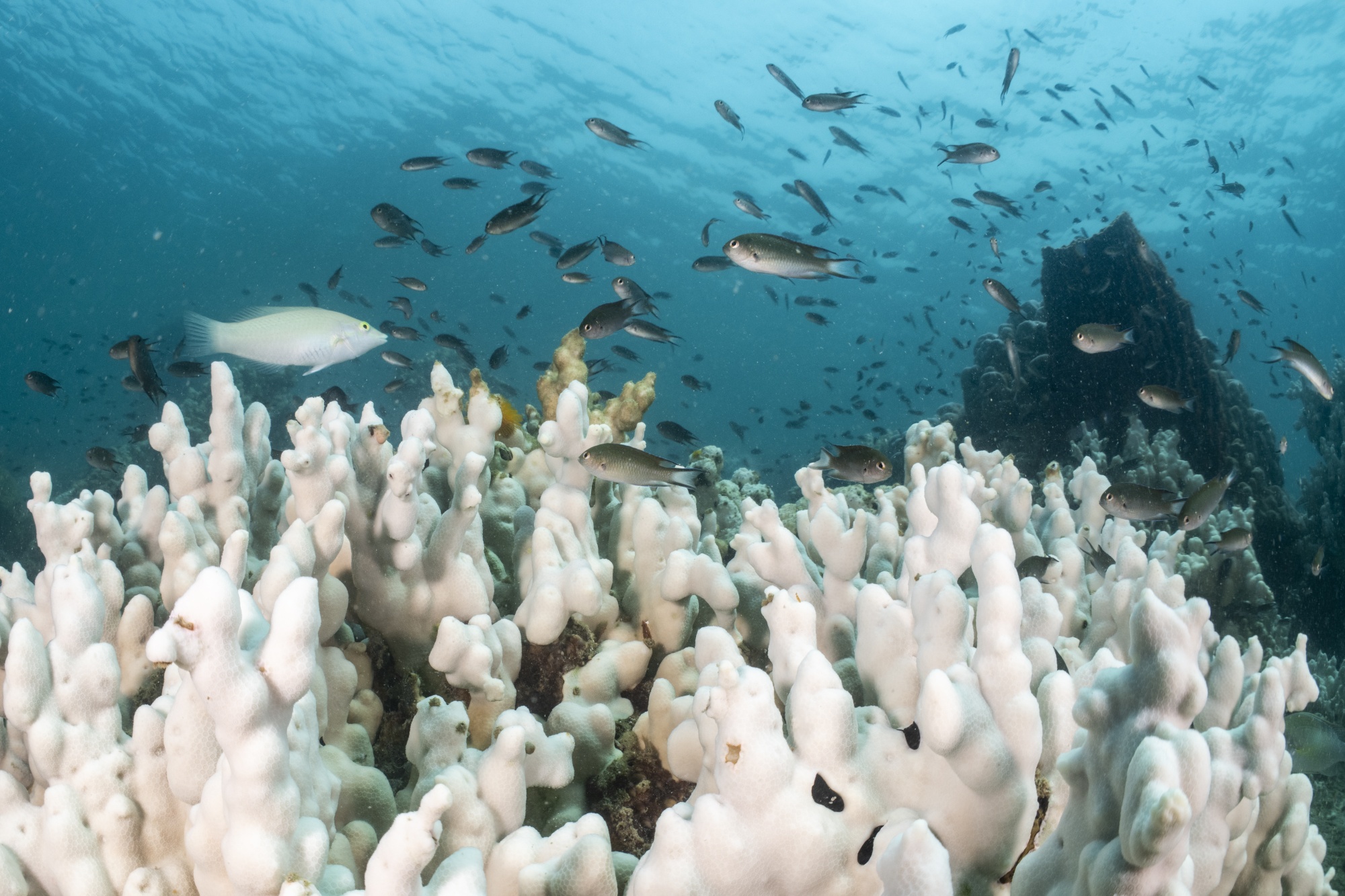 Reef fishes swim over a reef affected by coral bleaching from high water temperature in Trat, Thailand in 2024. Photographer: Sirachai Arunrugstichai/Getty Images