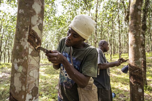 Tappers at the Salala plantation carve slashes in trees, the first step in the production of rubber.