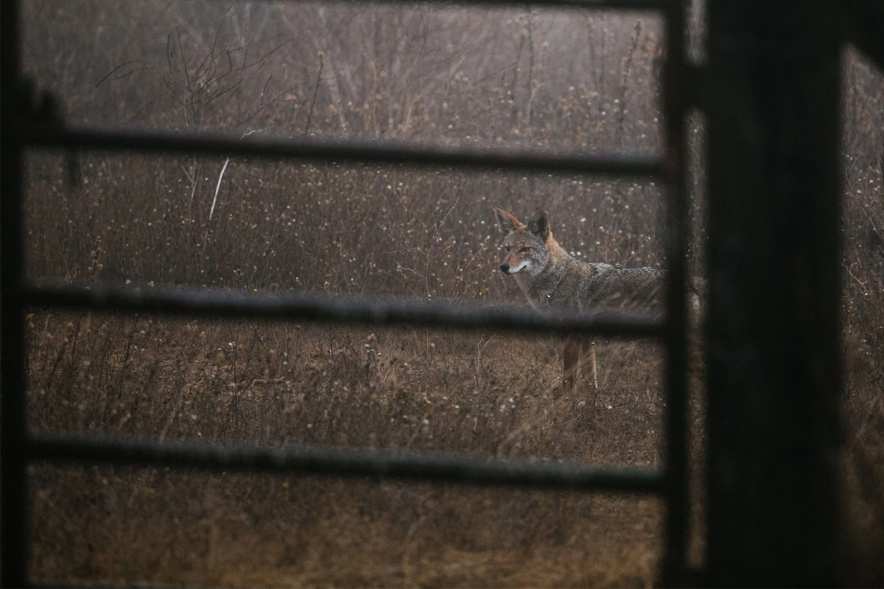 A coyote in&nbsp;Tilden Regional Park near Berkeley, Calif.