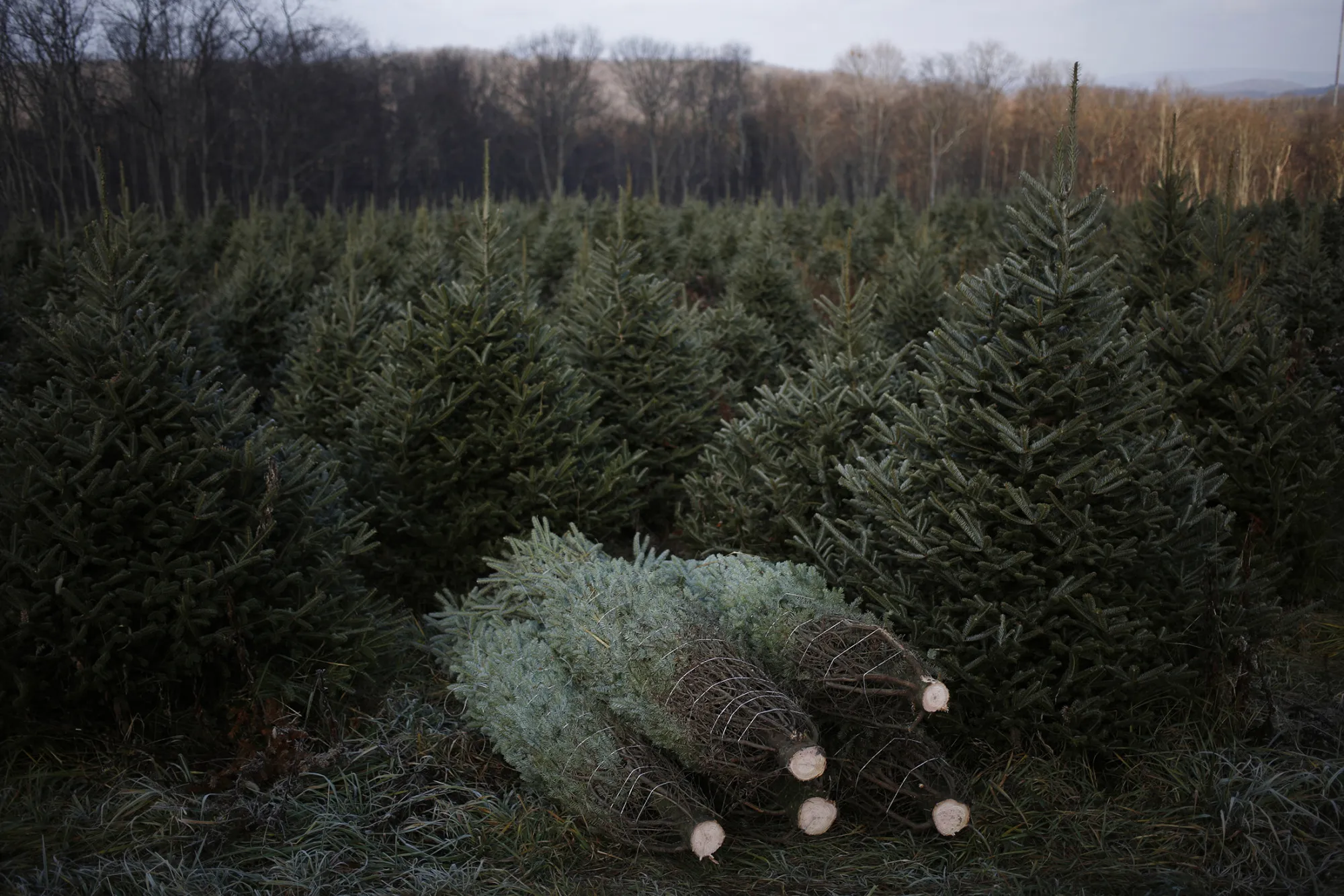 Christmas Trees Are Harvested In Pennsylvania 