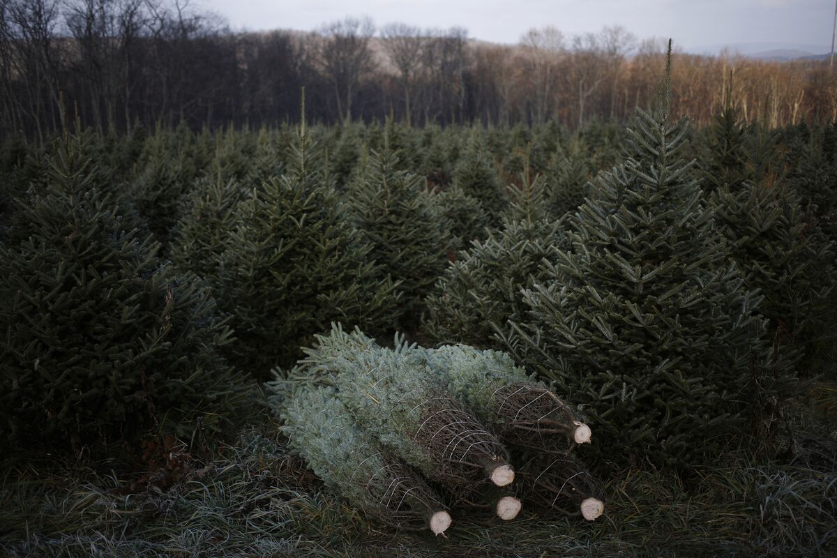 O Christmas Tree, Where Do You Come From? Bloomberg
