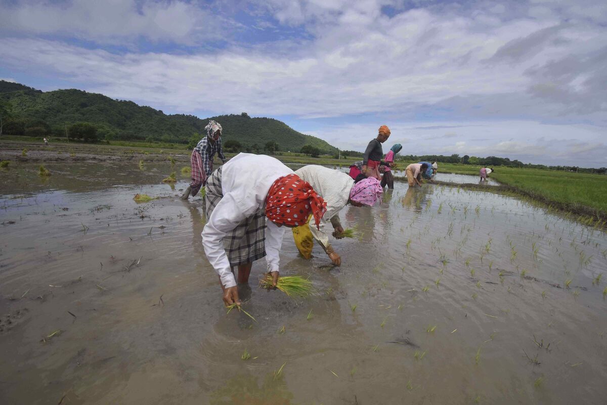 India’s Key Monsoon Rains Set to Begin Days After Official Start