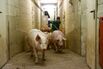 Swine Fever Threatens Europe’s Biggest Pork Producer 
