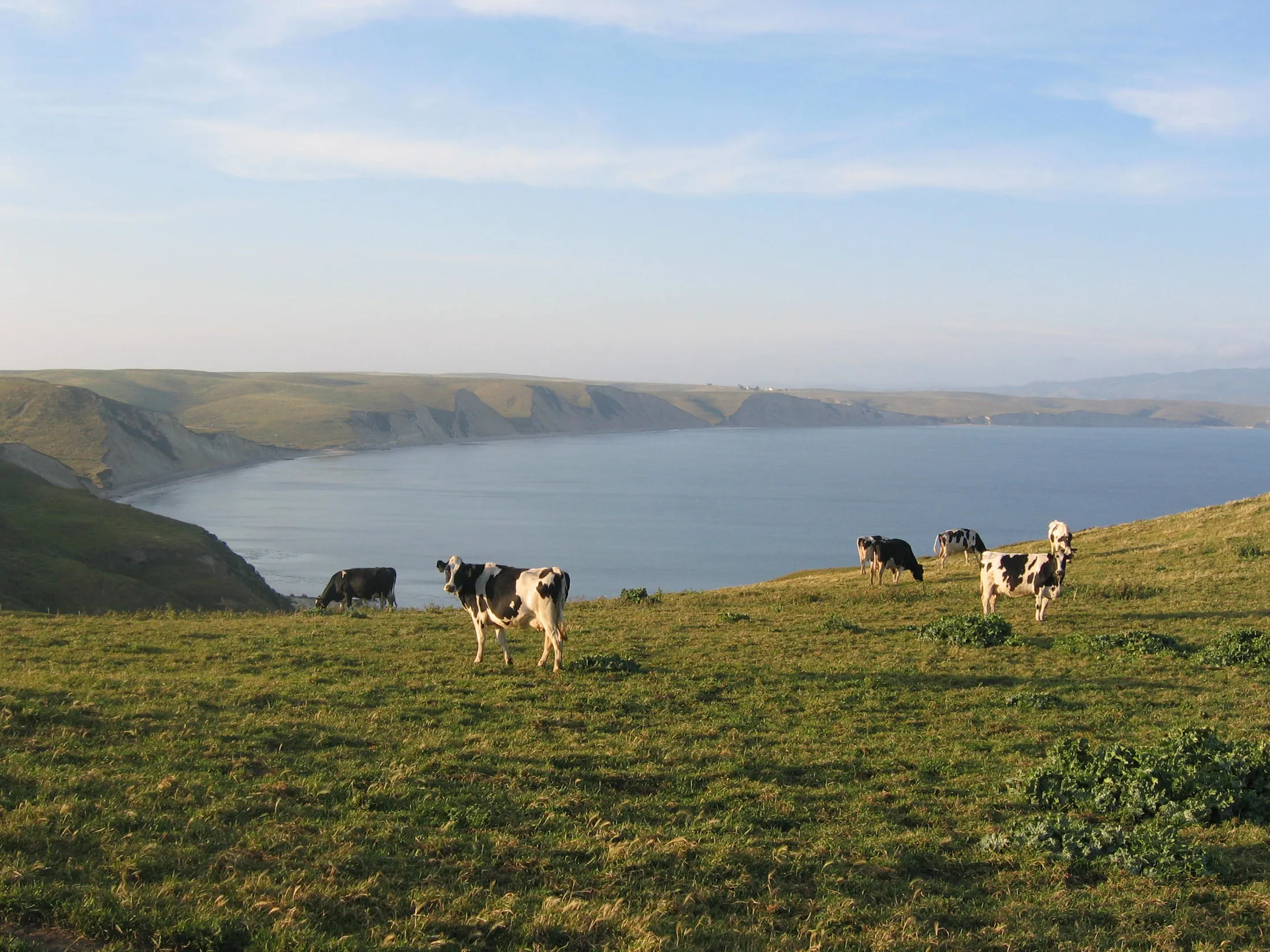 Cows in California.