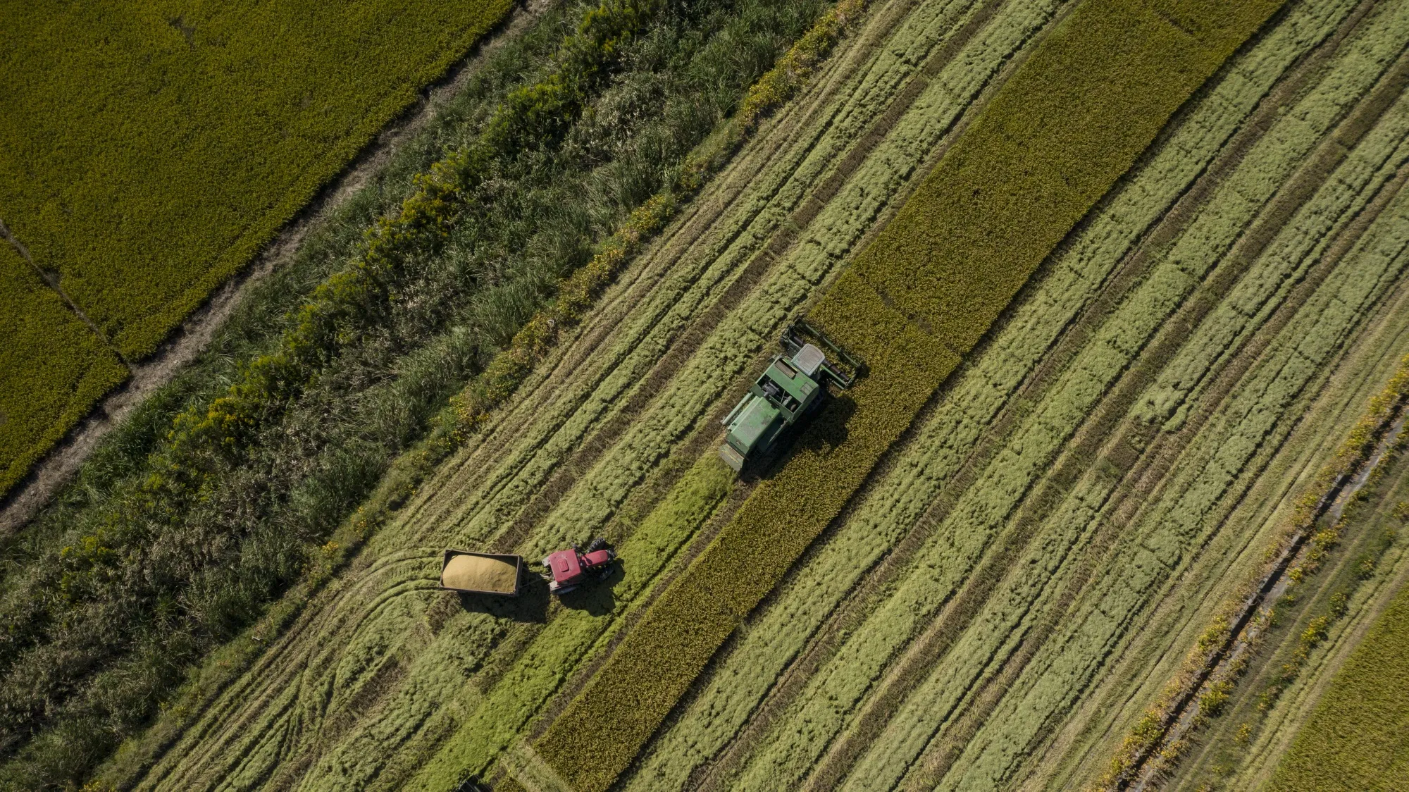China will maintain the area for double-season rice production in the south while trying to increase yields.