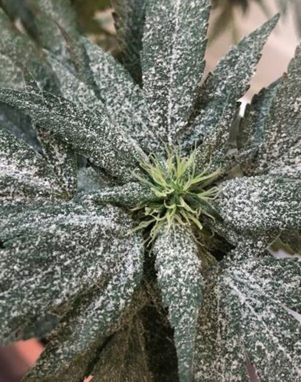 Cannabis leaves with powdery mildew