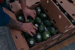 A worker places avocados into a box at a packing facility in Periban, Michoacan state, Mexico.