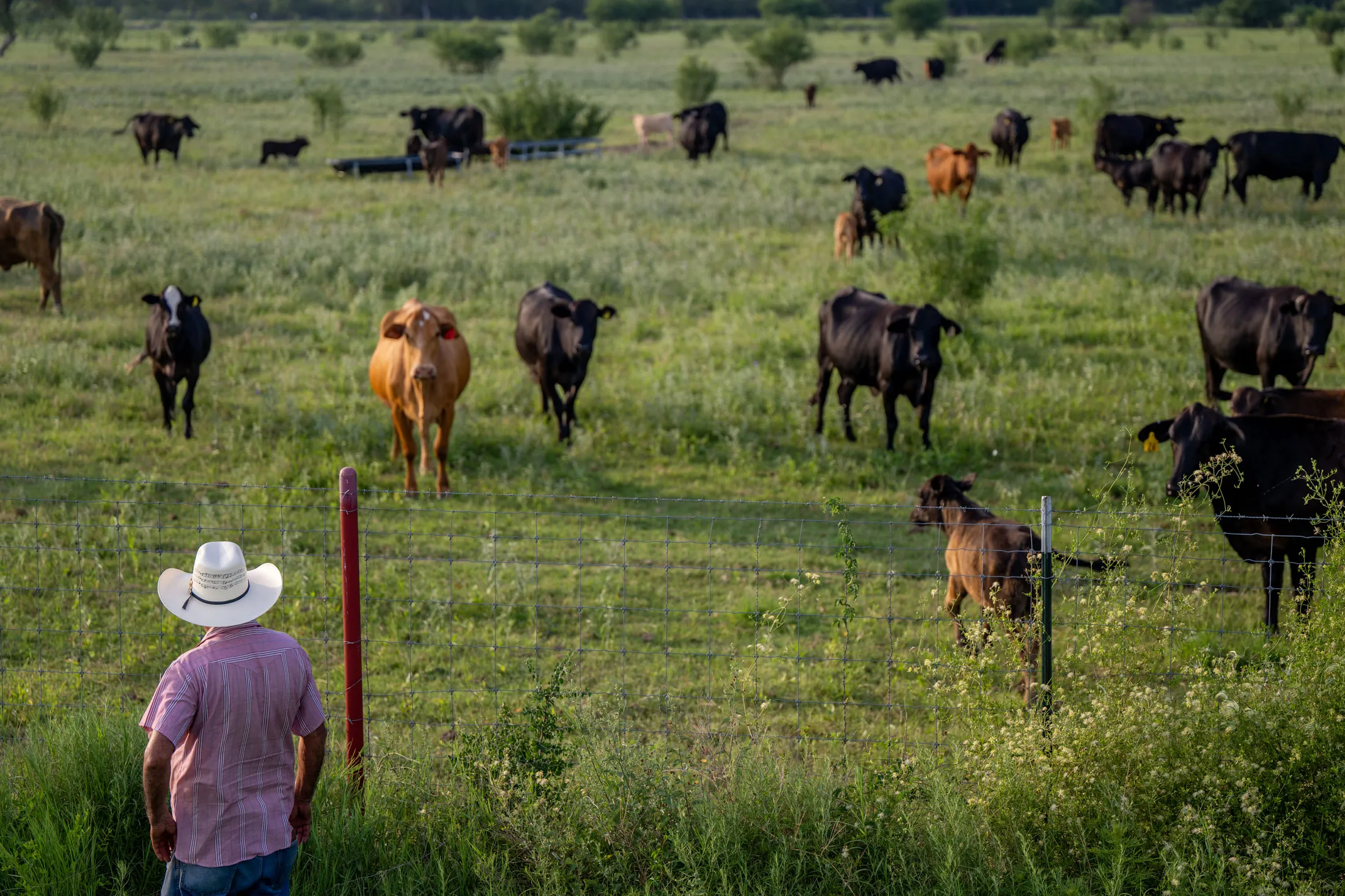 Cattle in Quemado, Texas.