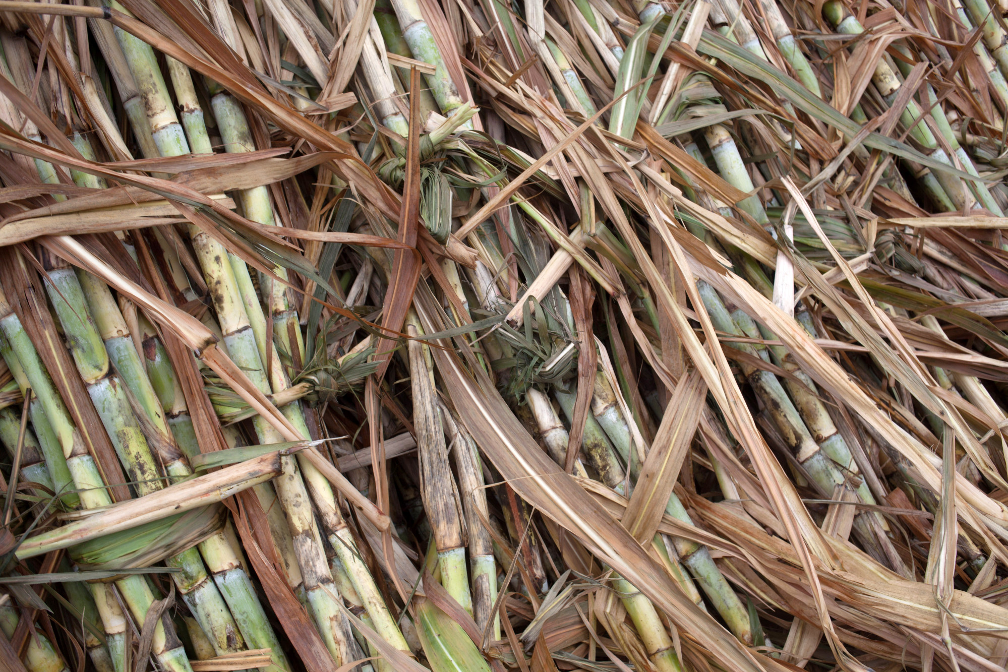 Uganda Top Sugar Makers Urge State to Reconsider Miller Zoning Bloomberg