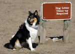 A collie in Fort Funston Park in San Francisco. 