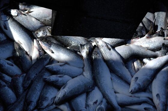 Data-Rigging Scandal Rocks Salmon-Farming Industry in Patagonia