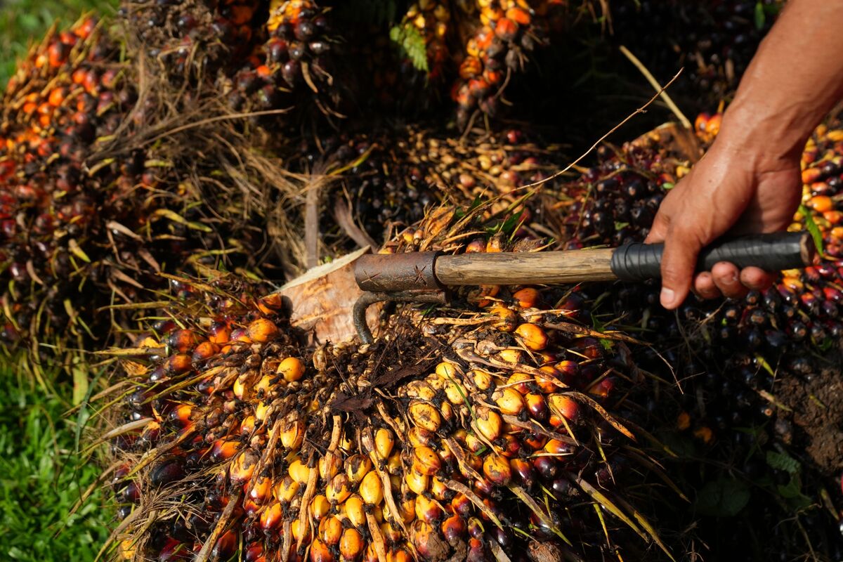 Indonesia Probes Major Palm Oil Companies on Export Price Issues