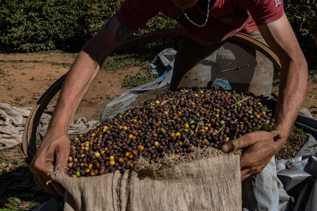 Brazil is Switching Up its Coffee Beans. Here’s What that Means for You Brazil is Switching Up its Coffee Beans. Here’s What that Means for You
