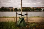 A young tree in Copenhagen, on July 1. A water bag and supports help to increase its chances of reaching maturity, when it would actually start to yield benefits for the city. 