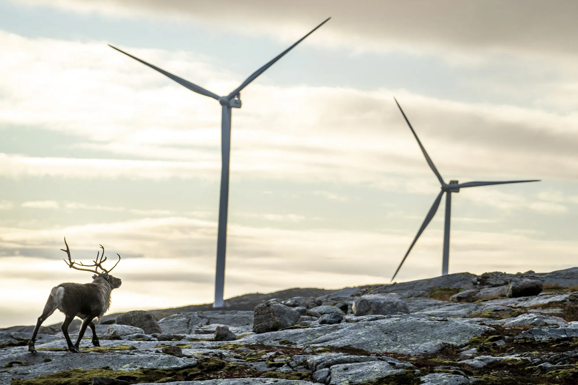 A reindeer&nbsp;at the Storheia wind farm.