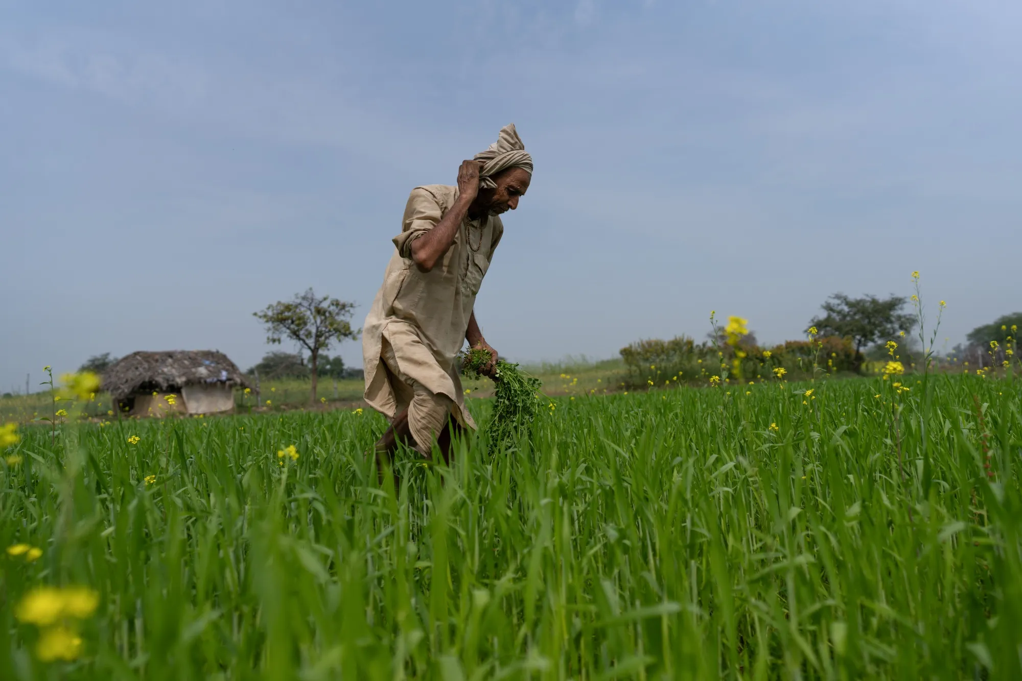 A farmer plucks shrubs in Uttar Pradesh, India.