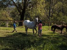 The Douglas family breeds Appaloosa horses, which they had to let run free to escape the Black Summer flames.