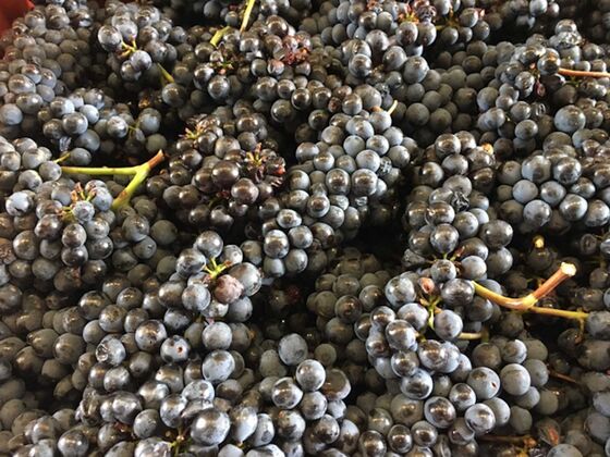 After Disastrous 2017, French Winemakers Cheer ‘Incredible’ 2018 Vintage