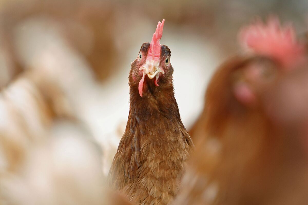 There Could Be Ketamine In Your ‘Natural’ Chicken
