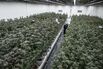 Thai Cannabis Industry Eyes Revival Under PM Who Backed Its Rise