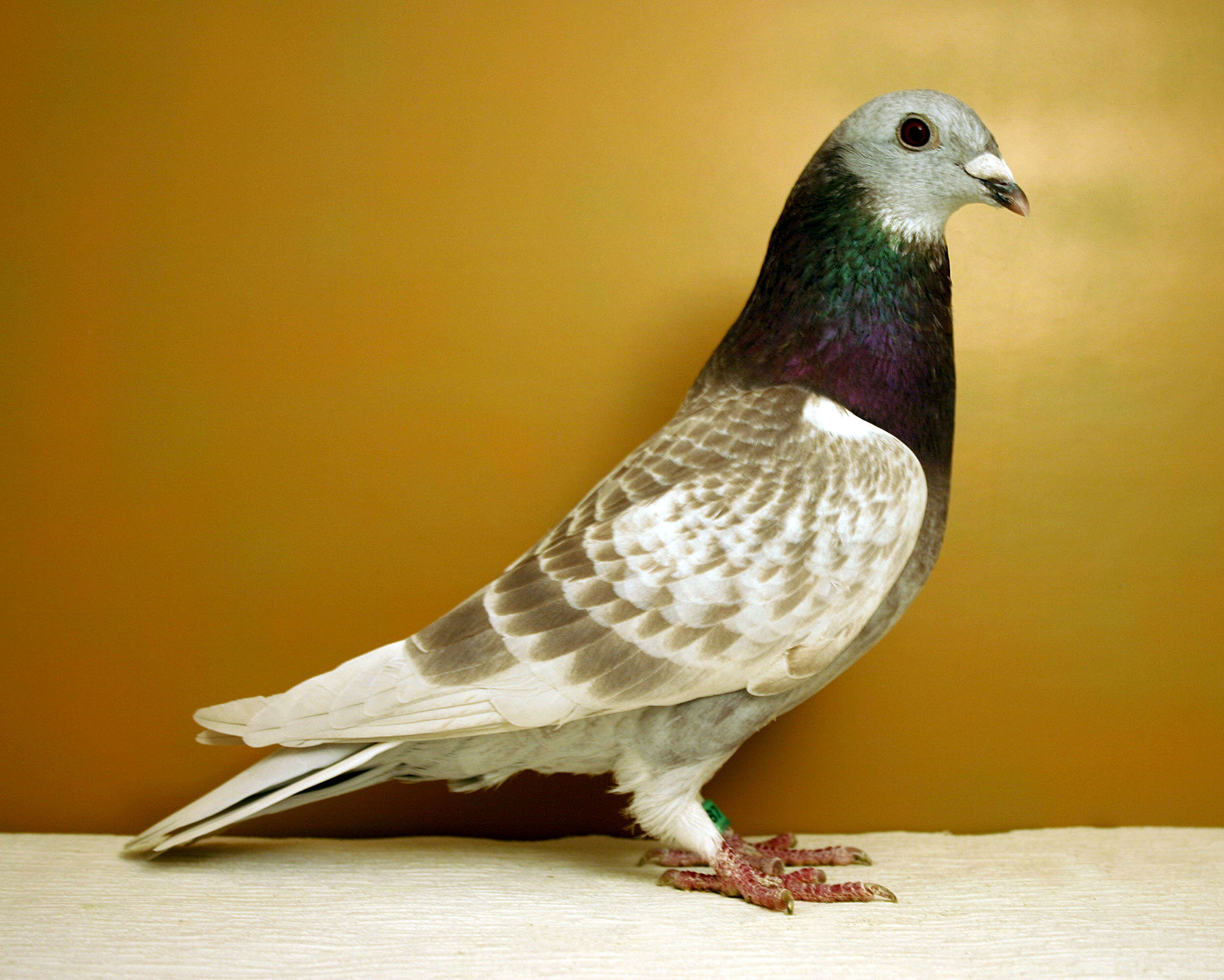 Prices for Racing Pigeons Soar Ever Higher on Demand From China Bloomberg
