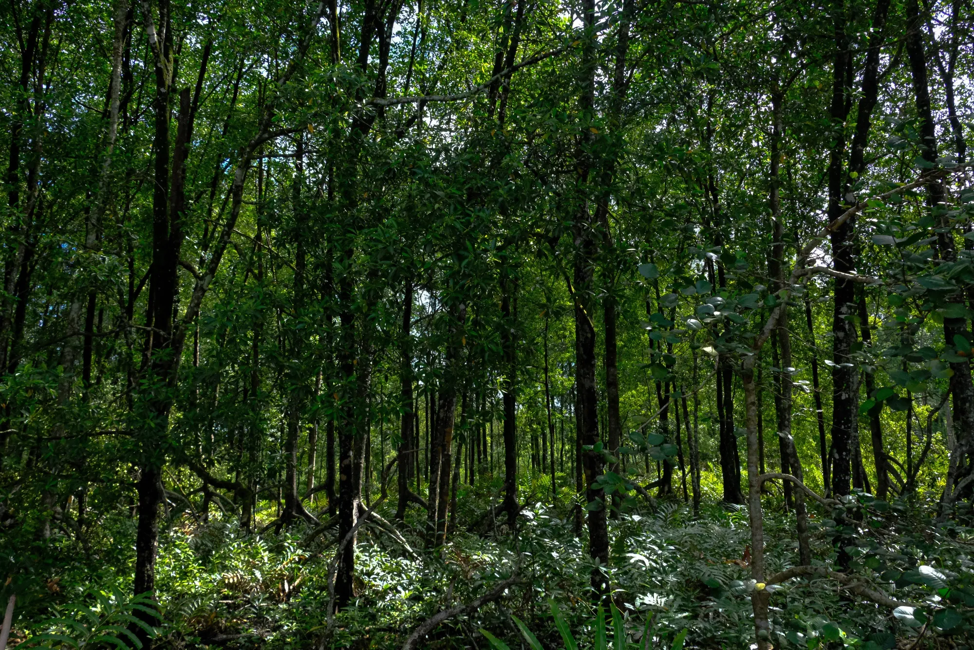 Operations at a traditional mangrove charcoal factory in Malaysia
