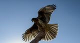 CHILE-PARAGLIDING-HARRIS' HAWK