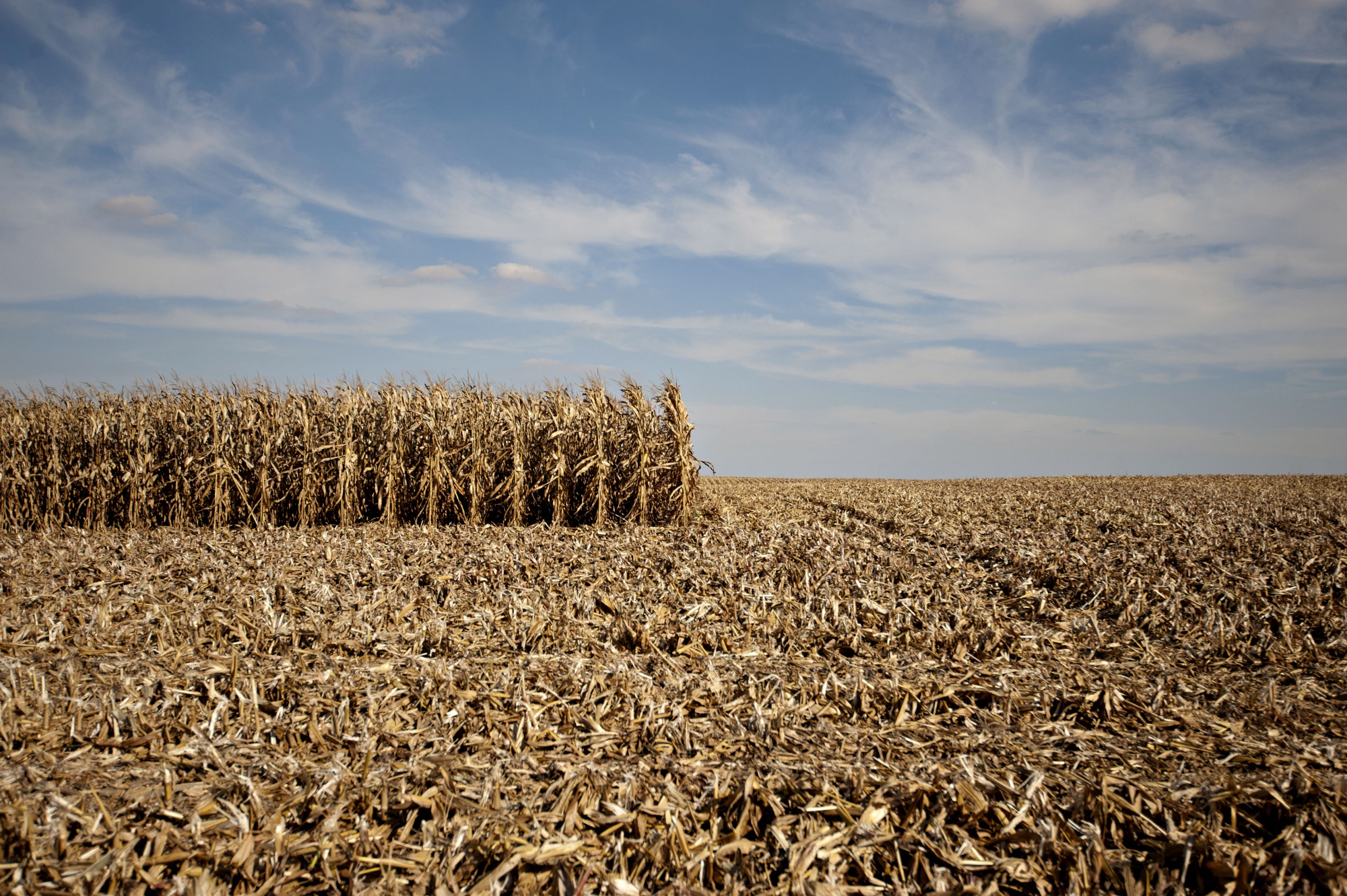 Maize - Crop Trust