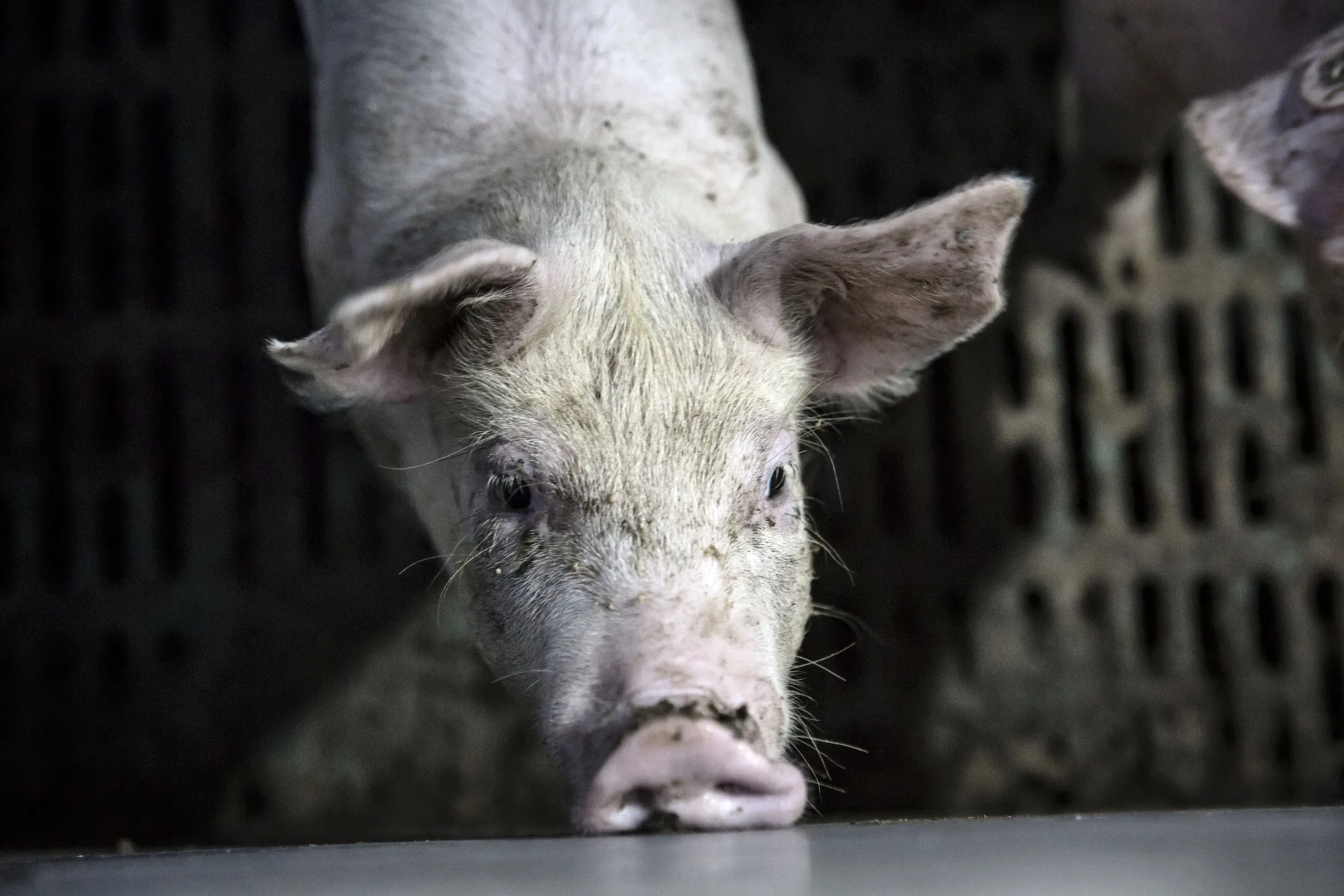 Outbreaks of African swine fever that started in 2018 slashed hog herds by as much as half and sent meat imports spiraling to a record.
