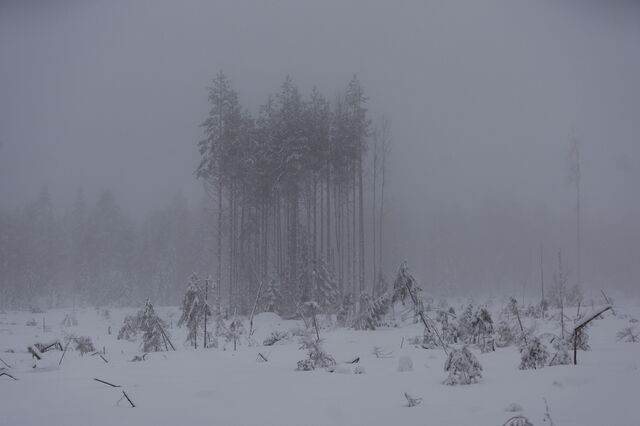 An area of forest cleared of trees in Bergeforsen outside Sundsvall. The most predominant form of logging in Scandinavia is clear-cutting, when nearly all trees are logged in a given area. A few trees are saved for biodiversity. 
