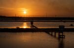 Near the shores of Lake Maracaibo, which helped give birth to Venezuela's oil industry a century ago, thousands of tons of shrimp are being harvested from fields of man-made ponds, most of which end up on dinner tables across the globe.