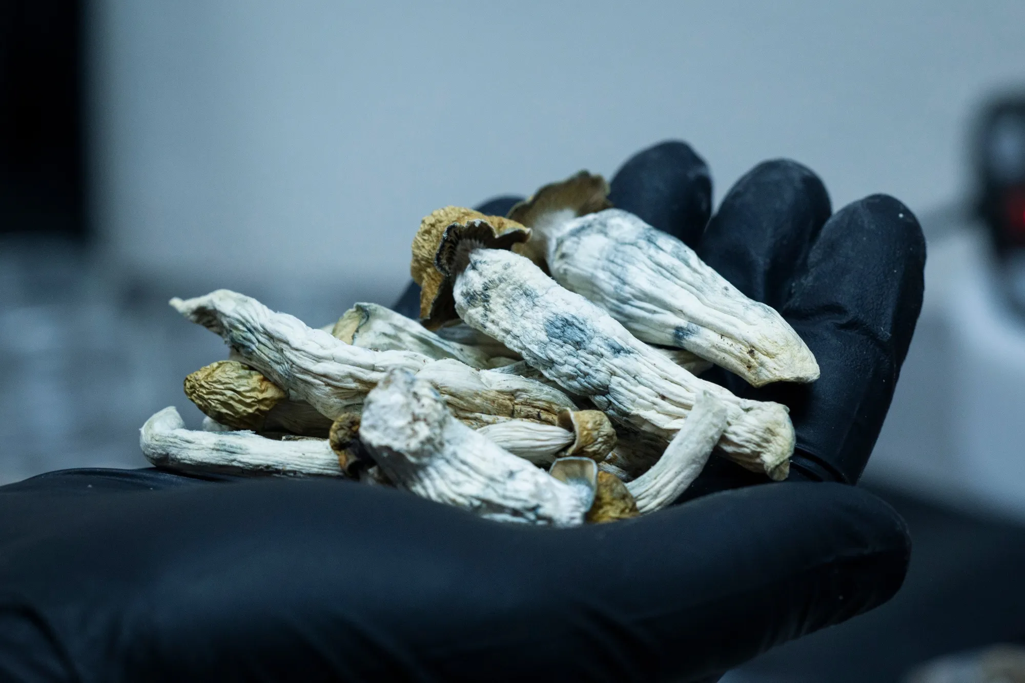 Inside The First Licensed Psilocybin Testing Facility In Oregon
