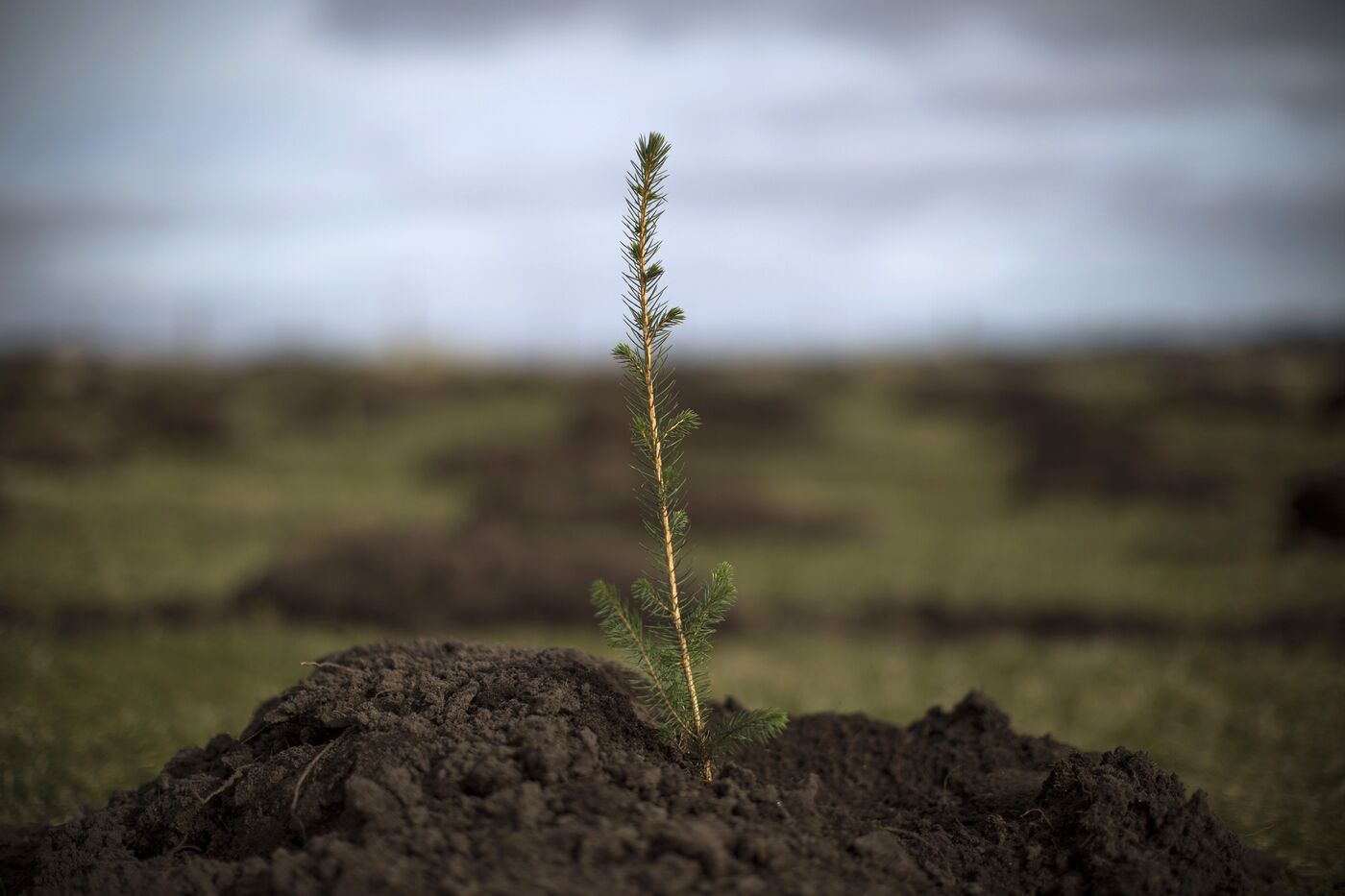 A Sitka Spruce is planted in Doddington, U.K. 