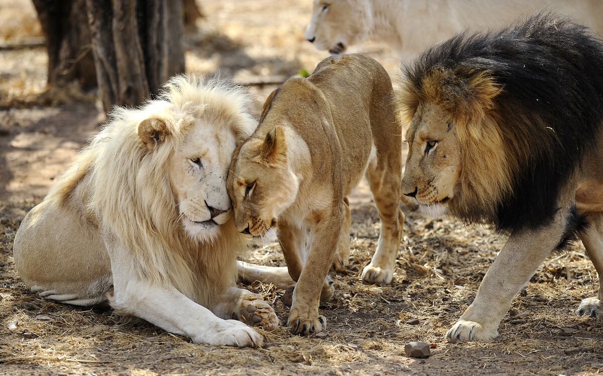 The Brutal Truth – Exposing the Devastating Lion Bone Trade in South Africa The Brutal Truth – Exposing the Devastating Lion Bone Trade in South Africa